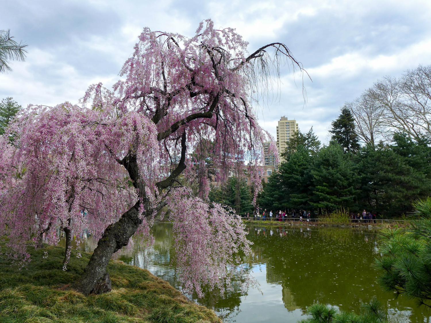 Barely Saw The Cherry Blossoms At Brooklyn Botanic Gardens