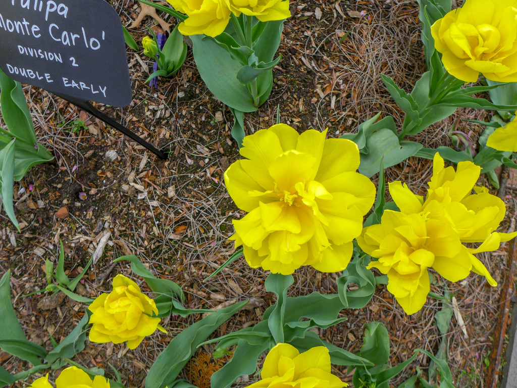 Brooklyn Botanic